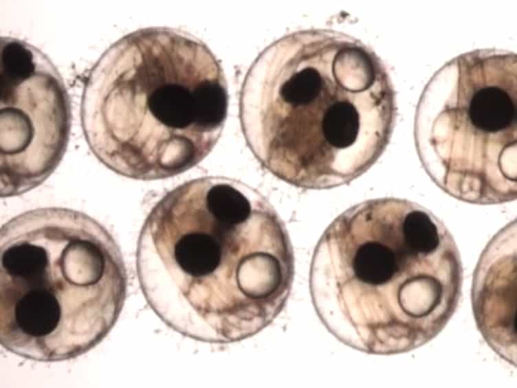 Salinity-dependent Toxicity Assay of Silver Nanocolloids Using Medaka Eggs