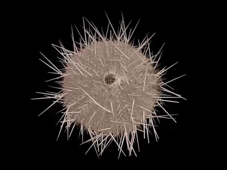 A Protocol for Bioinspired Design: A Ground Sampler Based on Sea Urchin Jaws