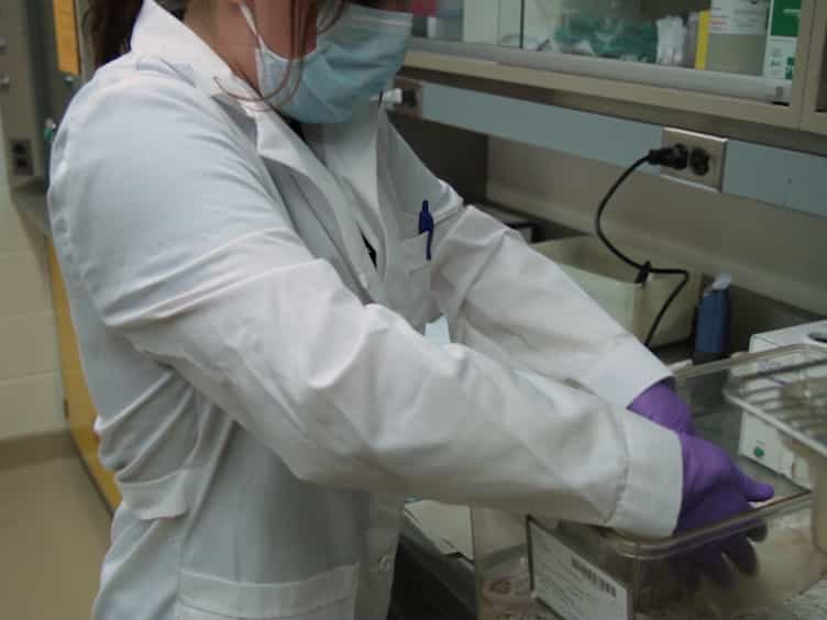 Use of a Rat Model to Study Ventral Abdominal Hernia Repair
