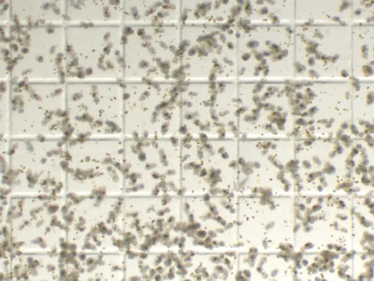 The Complete and Updated "Rotifer Polyculture Method" for Rearing First Feeding Zebrafish
