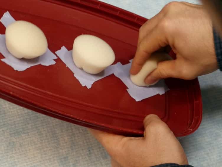 Maintenance of a Drosophila melanogaster Population Cage