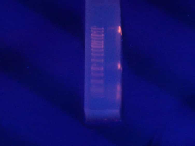 Directed Evolution Method in Saccharomyces cerevisiae: Mutant Library Creation and Screening