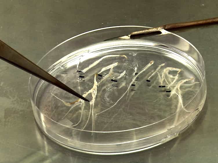 High-throughput CRISPR Vector Construction and Characterization of DNA Modifications by Generation of Tomato Hairy Roots