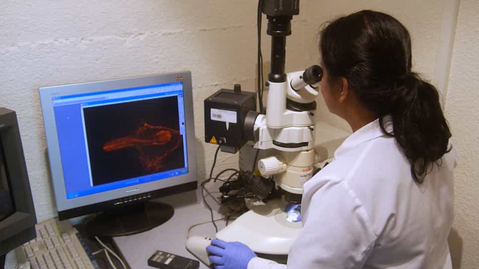 A Rapid In Vivo Bioassay for Developmentally Active Enhancers