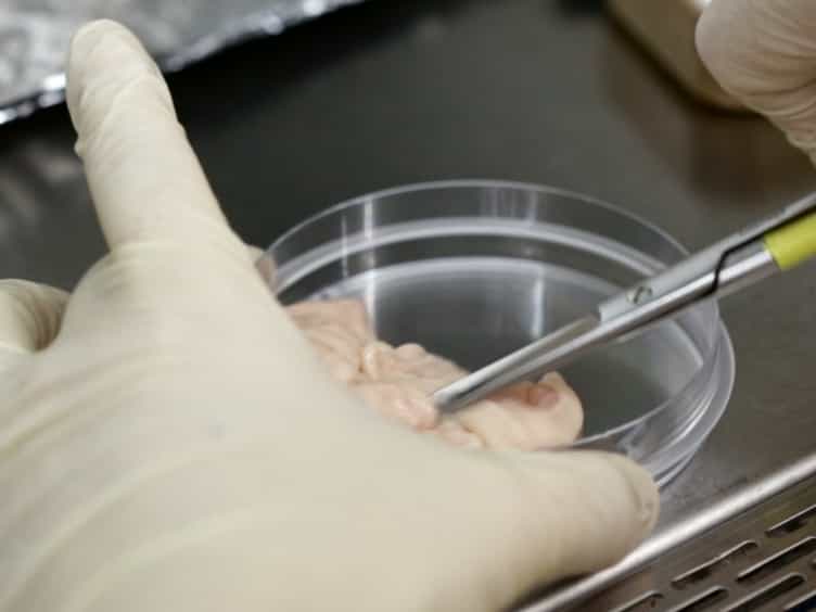 Isolation and Differentiation of Adipose-Derived Stem Cells from Porcine Subcutaneous Adipose Tissues