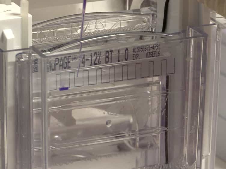In Vitro Disassembly of Influenza A Virus Capsids by Gradient Centrifugation