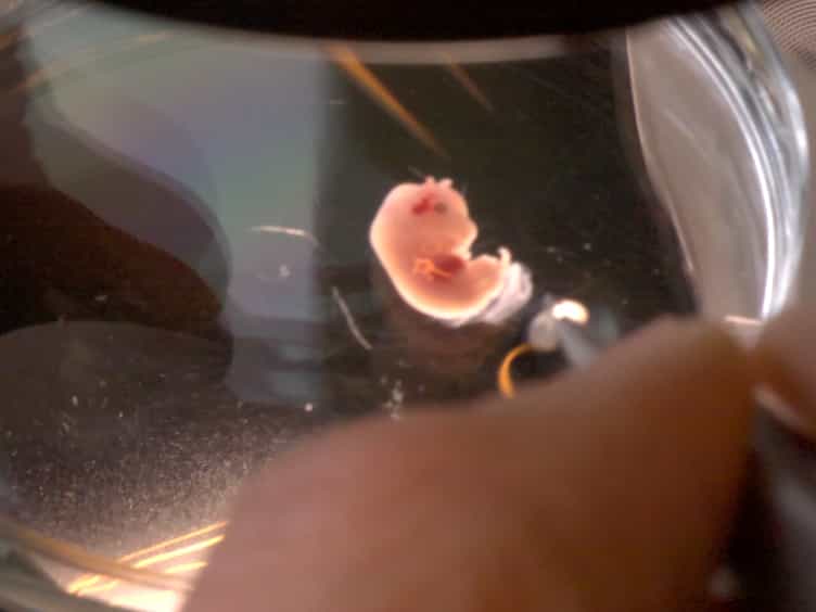 Studying Wnt Signaling During Patterning of Conducting Airways