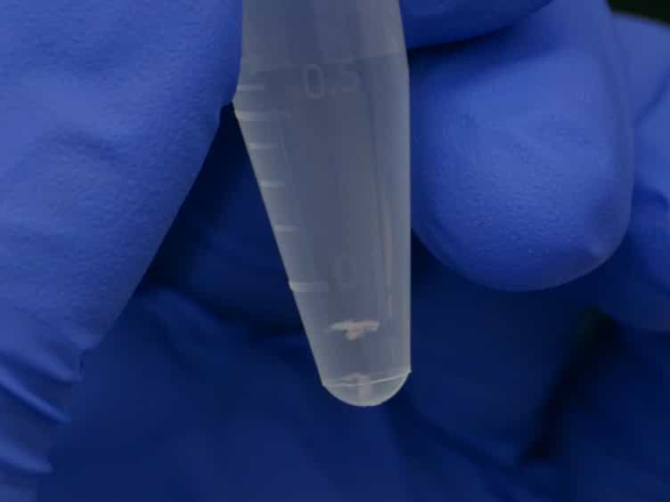 A Method to Target and Isolate Airway-innervating Sensory Neurons in Mice