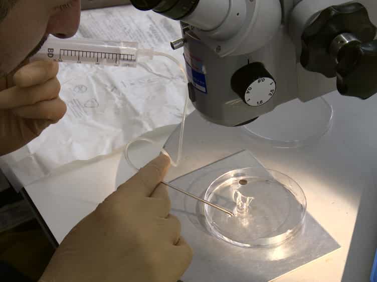 A Step by Step Protocol for Subretinal Surgery in Rabbits
