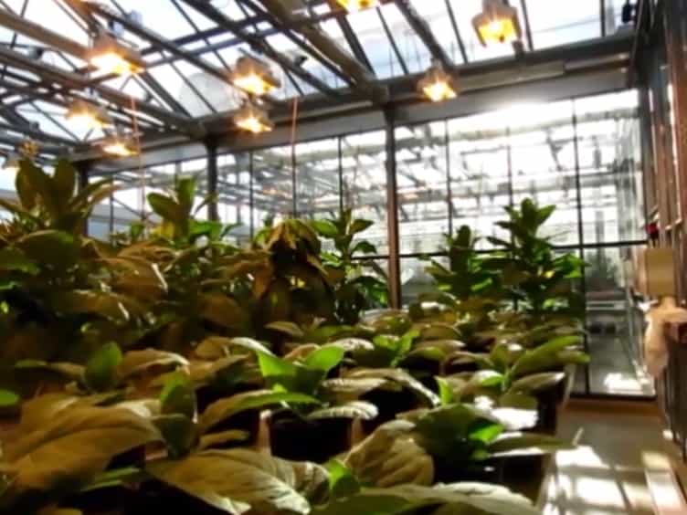 Procedure to Evaluate the Efficiency of Flocculants for the Removal of Dispersed Particles from Plant Extracts