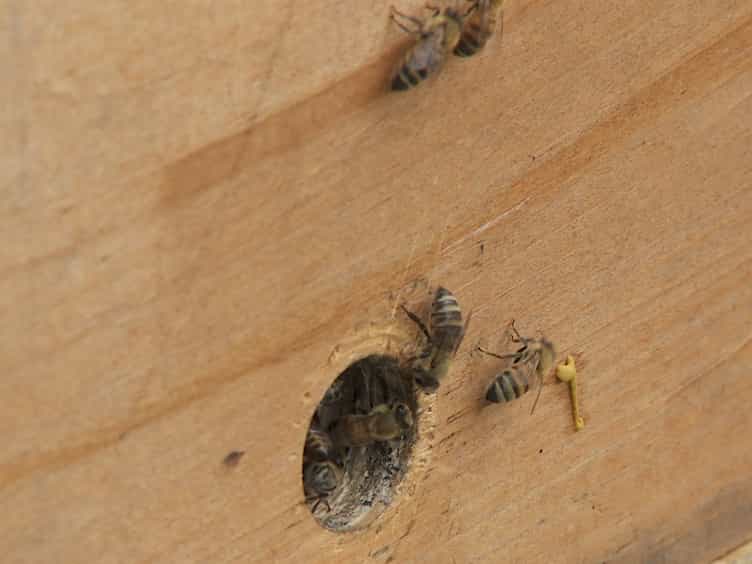 A Push-pull Protocol to Reduce Colonization of Bird Nest Boxes by Honey Bees