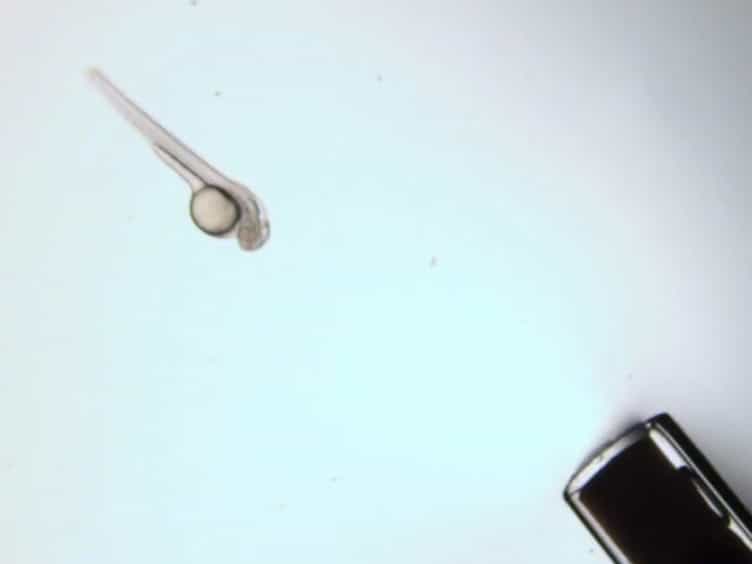 Using Light Sheet Fluorescence Microscopy to Image Zebrafish Eye Development