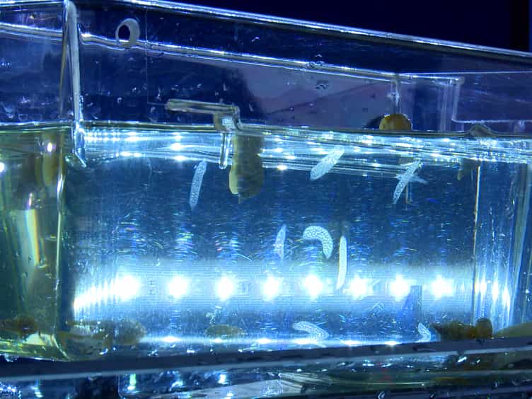 A Whole Mount In Situ Hybridization Method for the Gastropod Mollusc Lymnaea stagnalis
