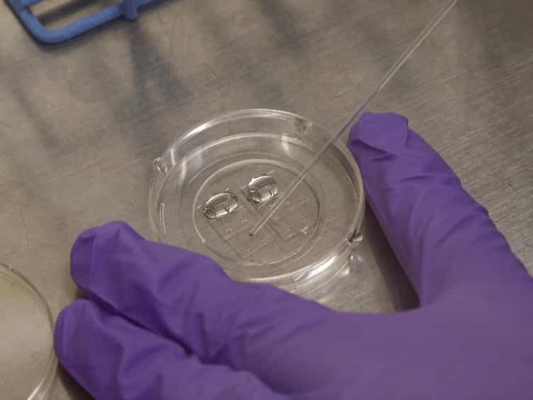 Preparation of 3D Collagen Gels and Microchannels for the Study of 3D Interactions In Vivo