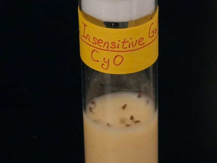 In Vivo Biosensor Tracks Non-apoptotic Caspase Activity in Drosophila