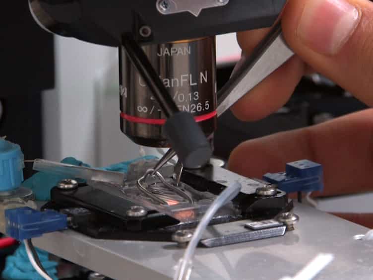 Whole-cell Patch-clamp Recordings in Brain Slices