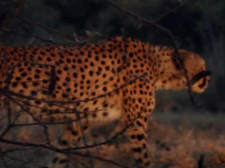 Spotting Cheetahs: Identifying Individuals by Their Footprints