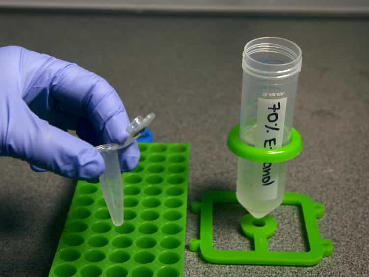 RNA Purification from Intracellularly Grown Listeria monocytogenes in Macrophage Cells