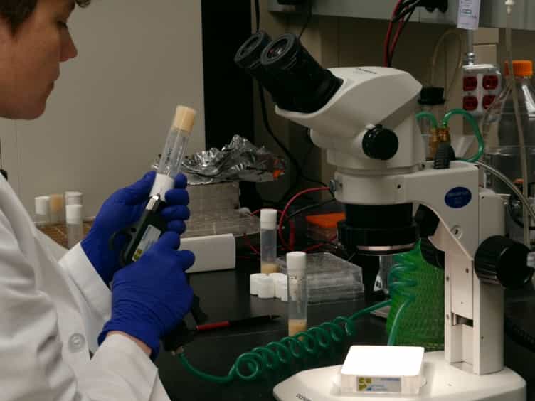 Measurement of Carbon Dioxide Production from Radiolabeled Substrates in Drosophila melanogaster