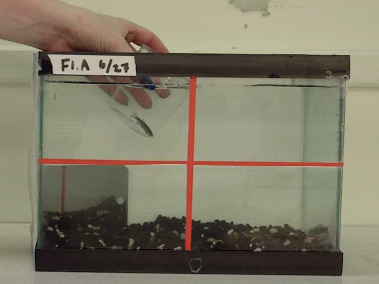 Boldness, Aggression, and Shoaling Assays for Zebrafish Behavioral Syndromes