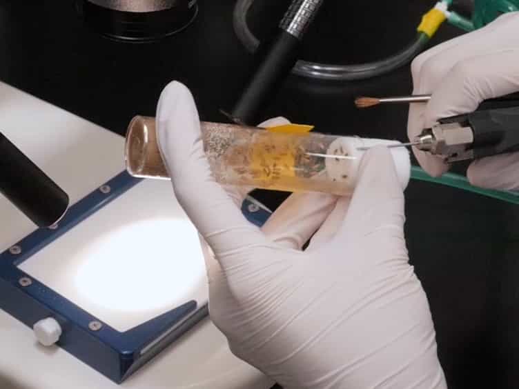 Detecting Anastasis In Vivo by CaspaseTracker Biosensor