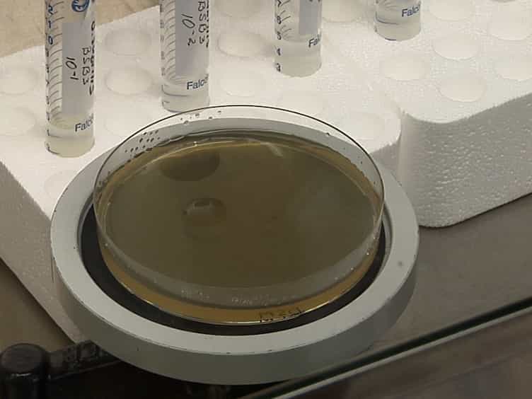 Prevention of Heat Stress Adverse Effects in Rats by Bacillus subtilis Strain