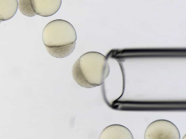Generation of Parabiotic Zebrafish Embryos by Surgical Fusion of Developing Blastulae