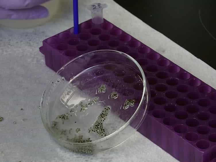 A Cell-Free Assay Using Xenopus laevis Embryo Extracts to Study Mechanisms of Nuclear Size Regulation