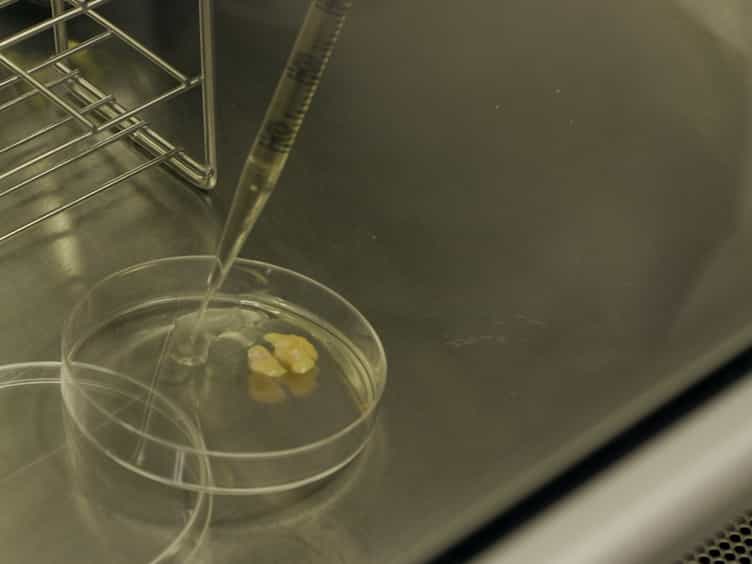 An Efficient Method to Obtain Dedifferentiated Fat Cells