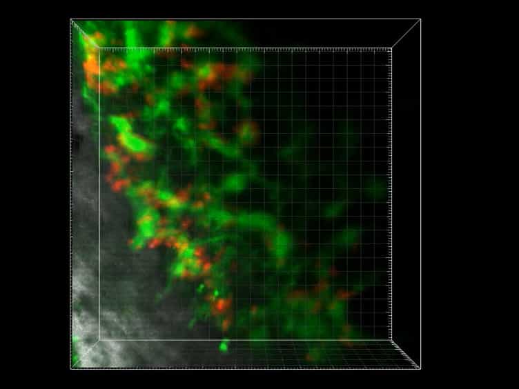 Femur Window Chamber Model for In Vivo Cell Tracking in the Murine Bone Marrow