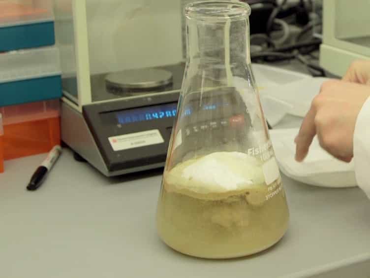 Rearing the Fruit Fly Drosophila melanogaster Under Axenic and Gnotobiotic Conditions