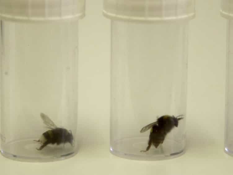 A Novel Behavioral Assay to Investigate Gustatory Responses of Individual, Freely-moving Bumble Bees (Bombus terrestris)