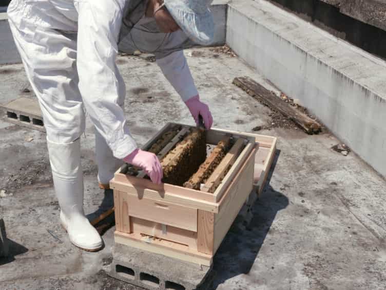Preparation of Single-cohort Colonies and Hormone Treatment of Worker Honeybees to Analyze Physiology Associated with Role and/or Endocrine System