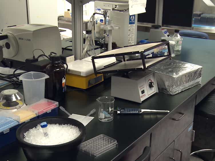 Imaging Cleared Embryonic and Postnatal Hearts at Single-cell Resolution