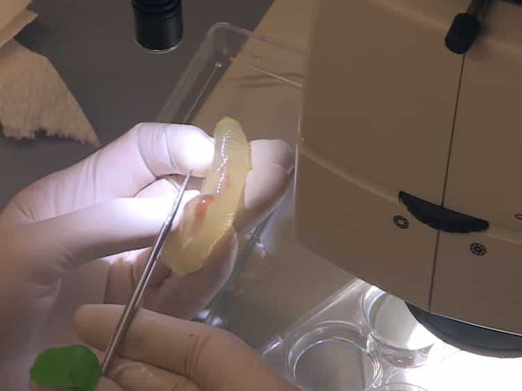 Embryo Microinjection and Electroporation in the Chordate Ciona intestinalis