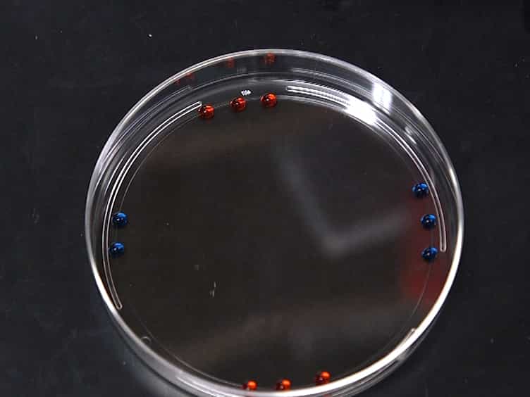 Taste Preference Assay for Adult Drosophila