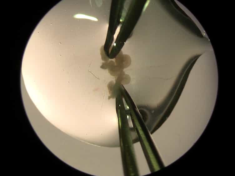Transplantation Into the Mouse Ovarian Fat Pad