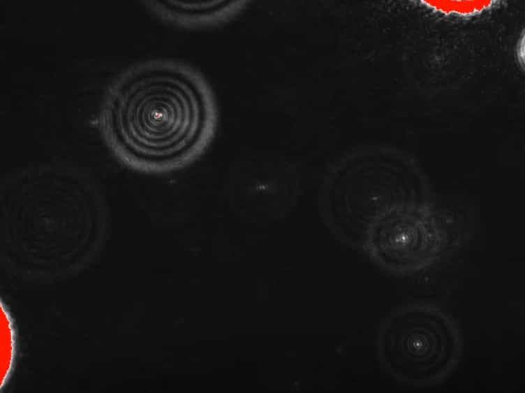Directed Protein Packaging within Outer Membrane Vesicles from Escherichia coli: Design, Production and Purification