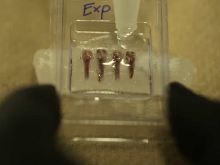 High-Throughput, Multi-Image Cryohistology of Mineralized Tissues
