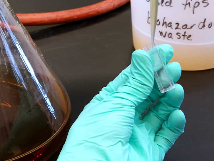 Rapid One-step Enzymatic Synthesis and All-aqueous Purification of Trehalose Analogues