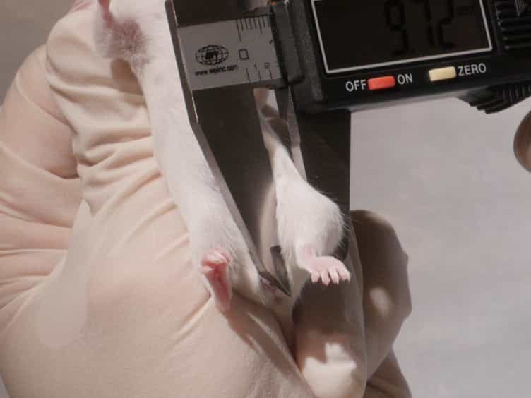 In Vivo Model for Testing Effect of Hypoxia on Tumor Metastasis
