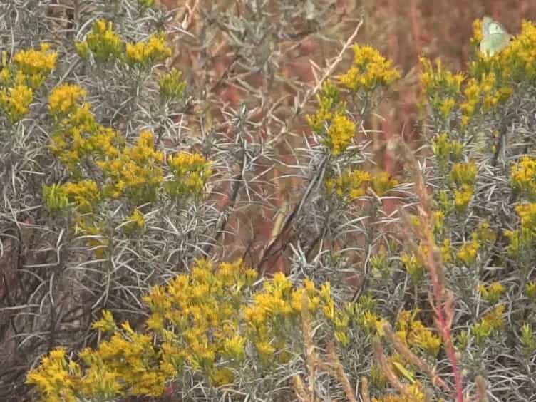 Integrating Remote Sensing with Species Distribution Models; Mapping Tamarisk Invasions Using the Software for Assisted Habitat Modeling SAHM