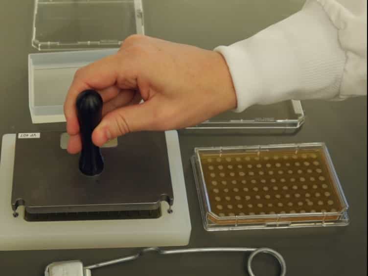 Efficient Sporulation of Saccharomyces cerevisiae in a 96 Multiwell Format