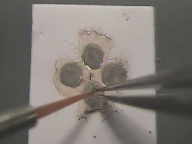 Patch Clamp Recording of Starburst Amacrine Cells in a Flat-mount Preparation of Deafferentated Mouse Retina