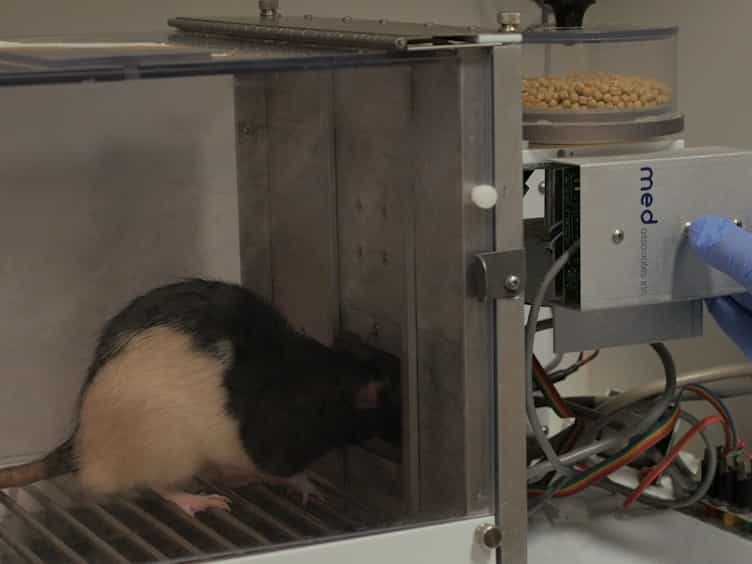 The Rodent Psychomotor Vigilance Test rPVT: A Method for Assessing Neurobehavioral Performance in Rats and Mice