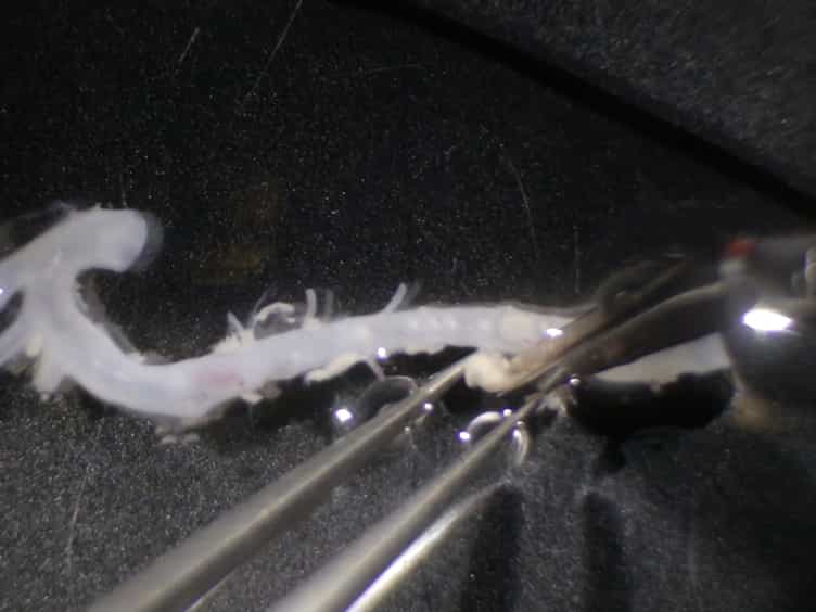 Measuring the Stiffness of Ex Vivo Mouse Aortas Using Atomic Force Microscopy