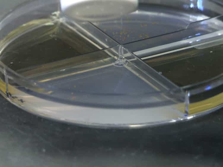 Utilizing the Ethylene-releasing Compound, 2-Chloroethylphosphonic Acid, as a Tool to Study Ethylene Response in Bacteria