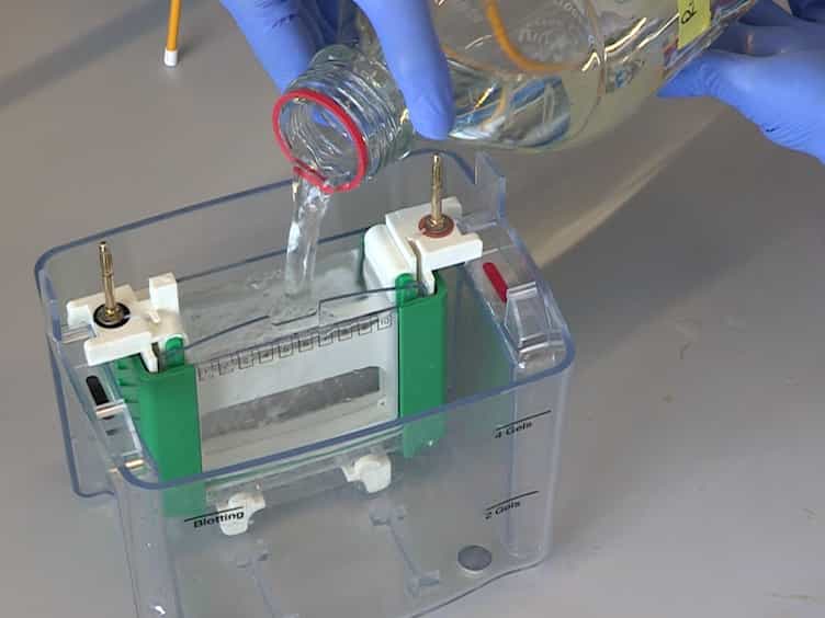 Characterization of Multi-subunit Protein Complexes of Human MxA Using Non-denaturing Polyacrylamide Gel-electrophoresis