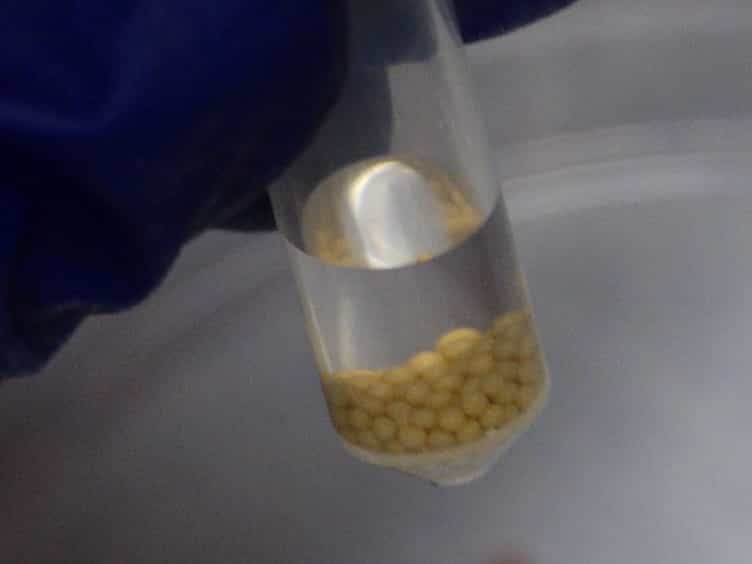 A Murine Model of Group B Streptococcus Vaginal Colonization