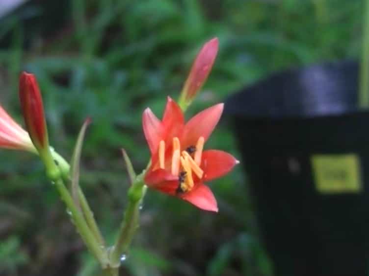 Field Experiments of Pollination Ecology: The Case of Lycoris sanguinea var. sanguinea